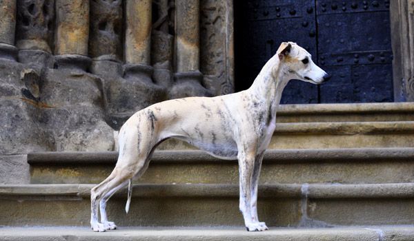 Whippet